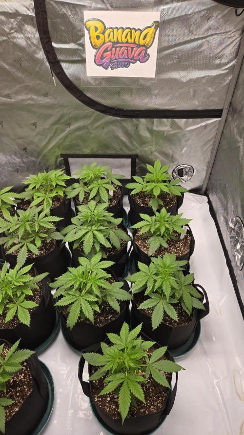 BananaGuavaAuto. Week 2