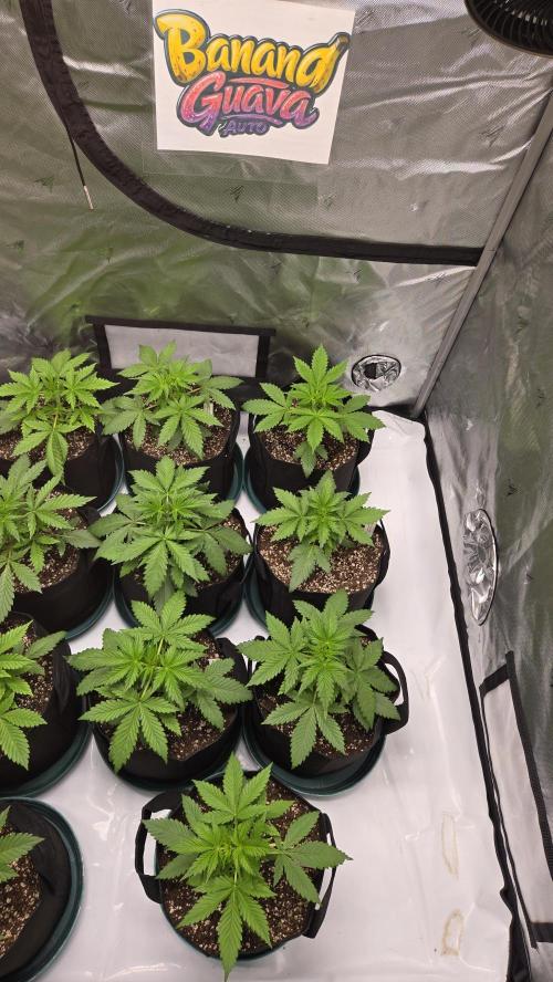 BananaGuavaAuto. Week 2
