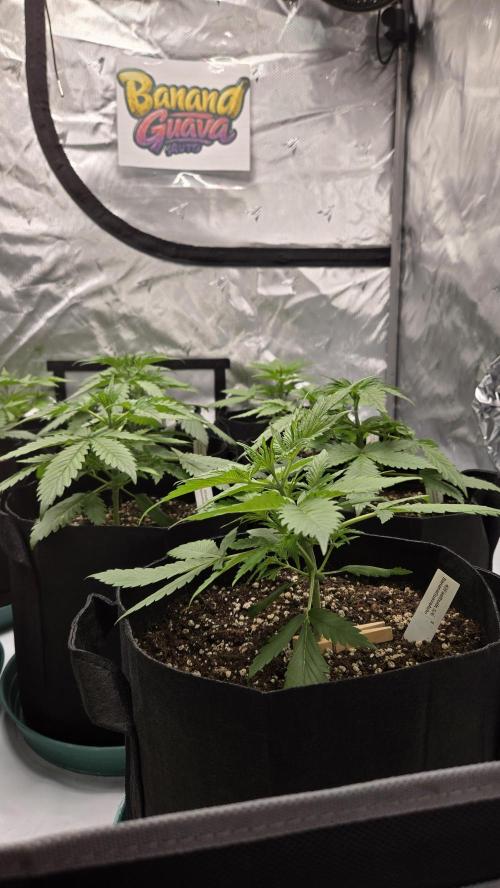 BananaGuavaAuto. Week 2