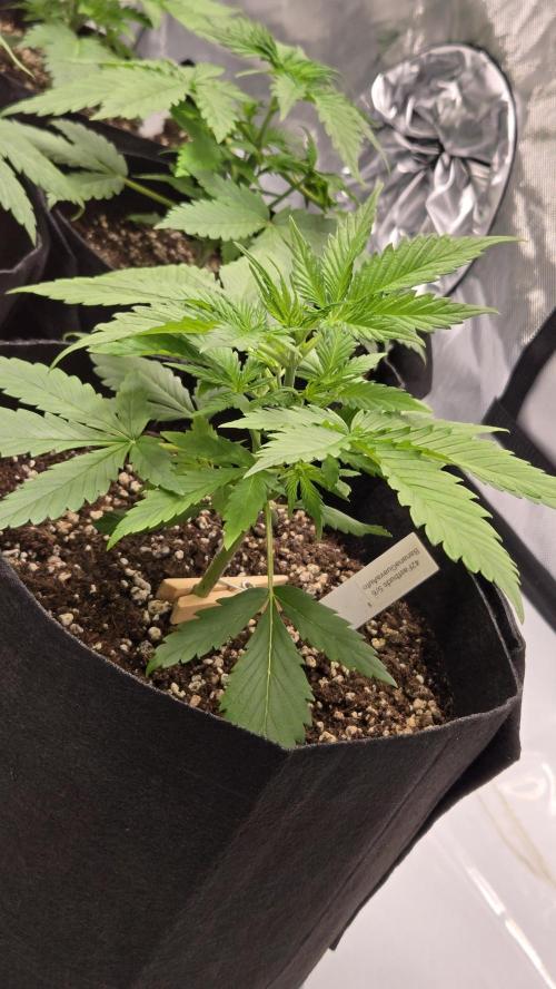 BananaGuavaAuto. Week 2