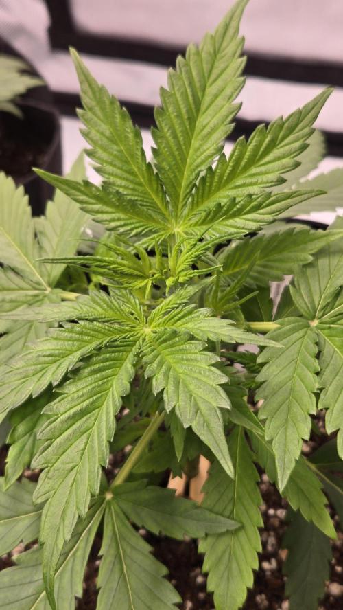 BananaGuavaAuto. Week 2
