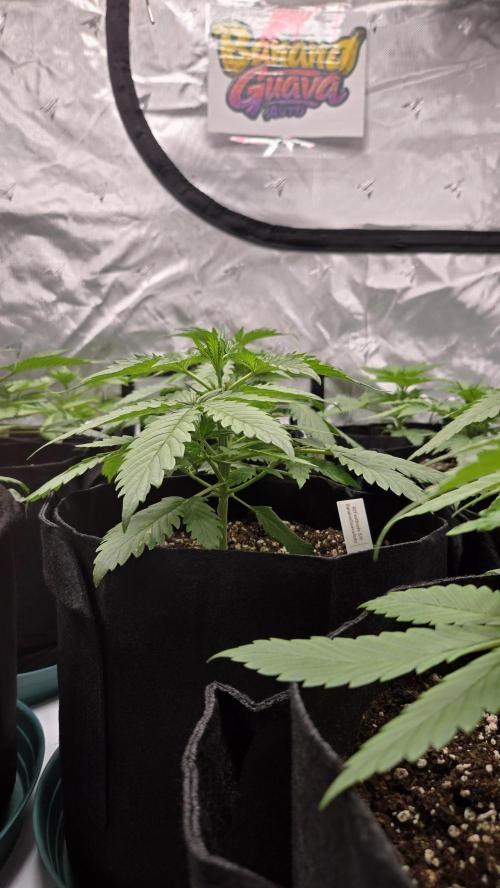 BananaGuavaAuto. Week 2