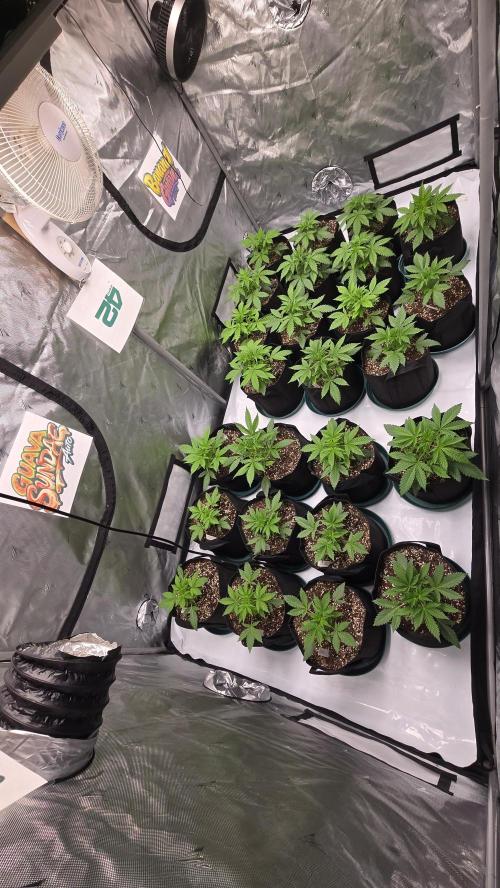BananaGuavaAuto. Week 2