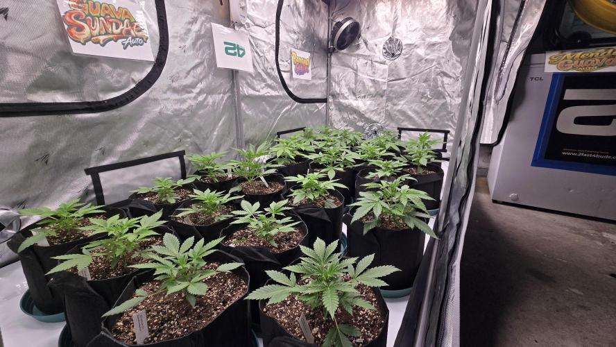 BananaGuavaAuto. Week 2
