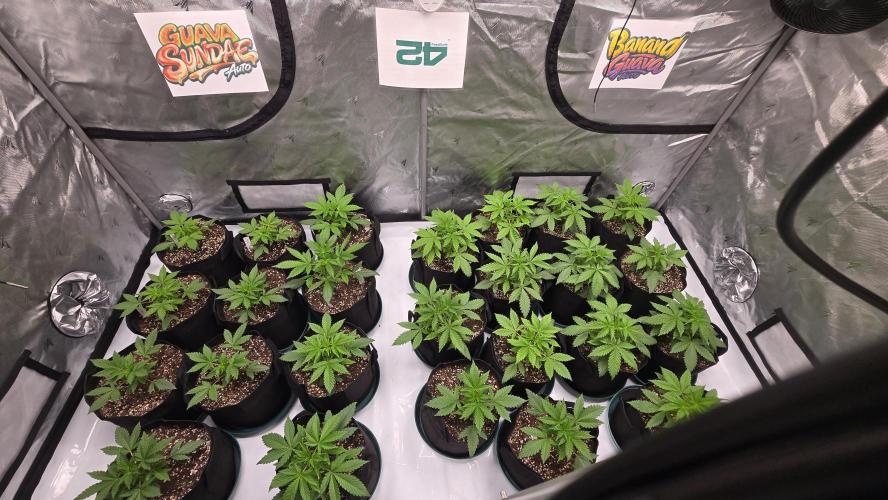 BananaGuavaAuto. Week 2