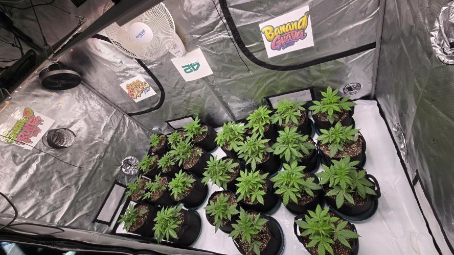 Cloudlab 811 Advance Grow Tent 10x10 (120 x 120 x 80). Week 2