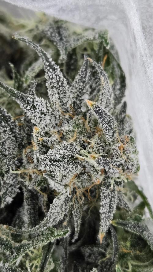Fast Buds - Mendo Frost Auto by Chubbs