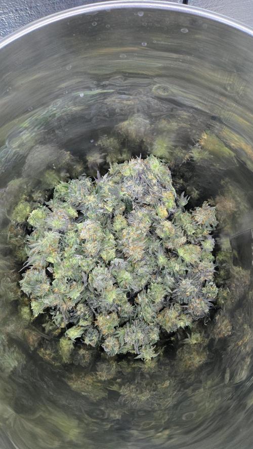 Mendo Frost Auto. Week 9