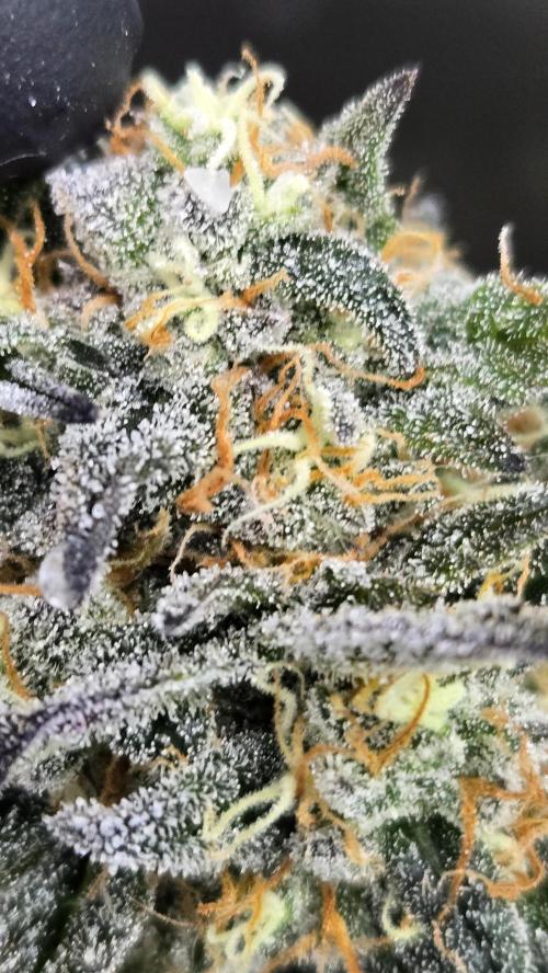 GuavaRuntzAuto. Week 9