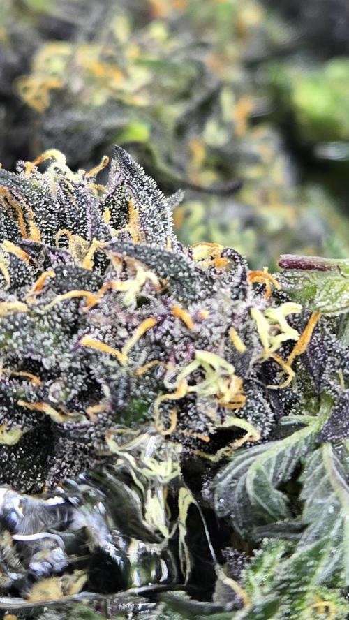 GuavaRuntzAuto. Week 9