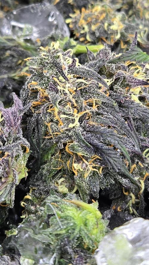 GuavaRuntzAuto. Week 9