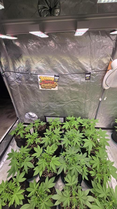 BananaCherryCookiesAuto. Week 3