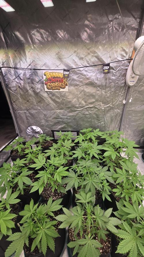 BananaCherryCookiesAuto. Week 3