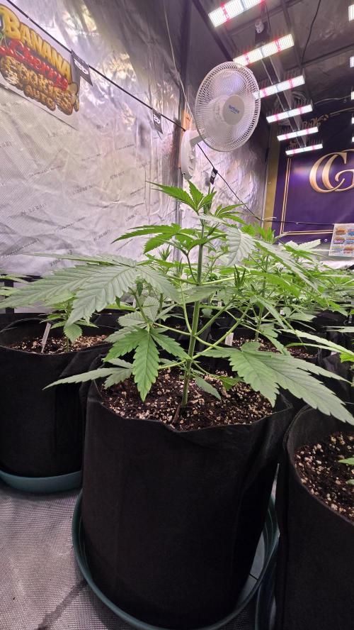 BananaCherryCookiesAuto. Week 3