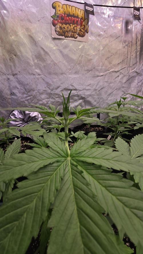 BananaCherryCookiesAuto. Week 3