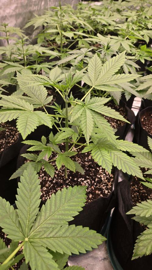 BananaCherryCookiesAuto. Week 3