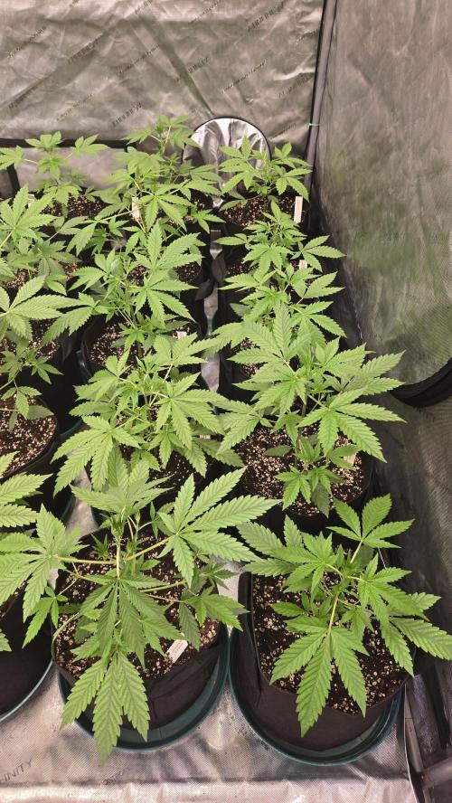 MangoCherryRuntzAuto. Week 3