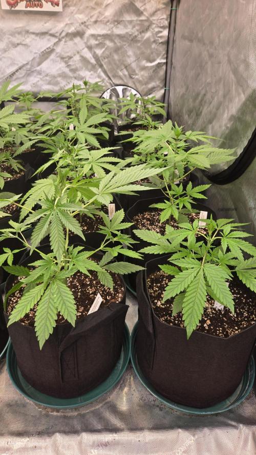 MangoCherryRuntzAuto. Week 3