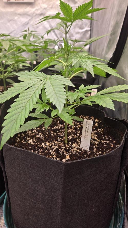 MangoCherryRuntzAuto. Week 3