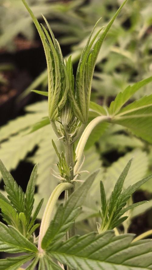 MangoCherryRuntzAuto. Week 3