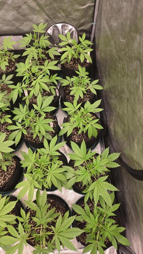 MangoCherryRuntzAuto. Week 3