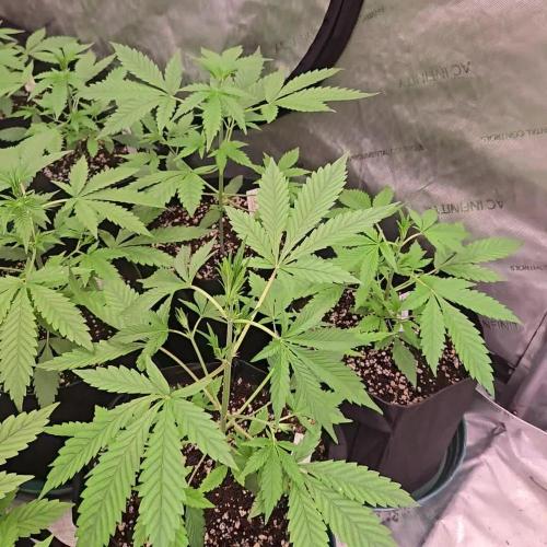 MangoCherryRuntzAuto