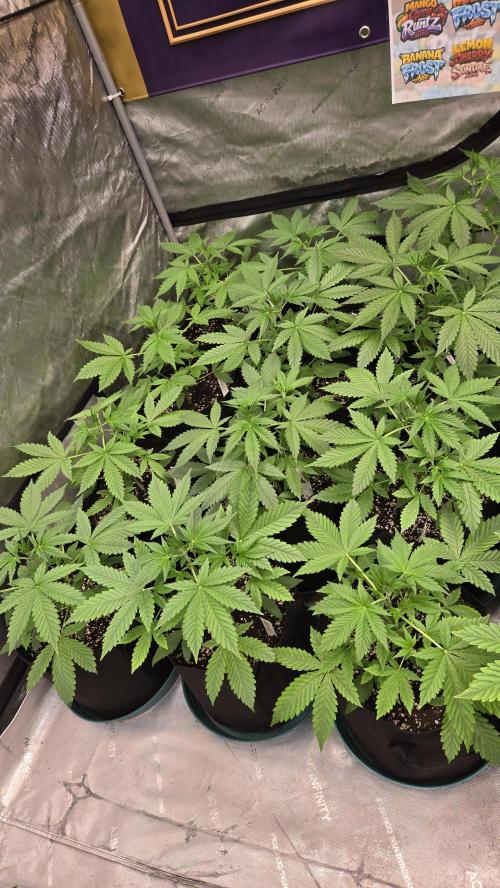 BananaFrostAuto. Week 3