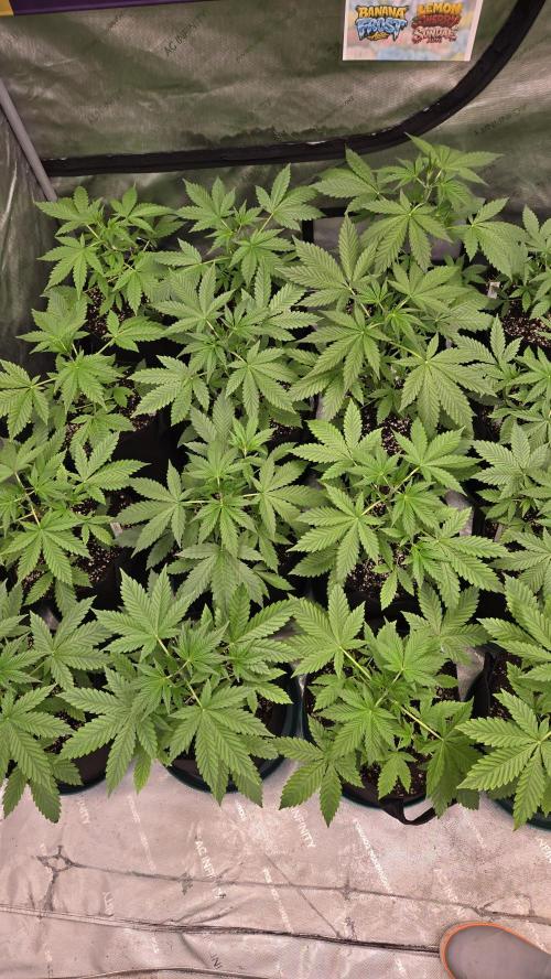 BananaFrostAuto. Week 3