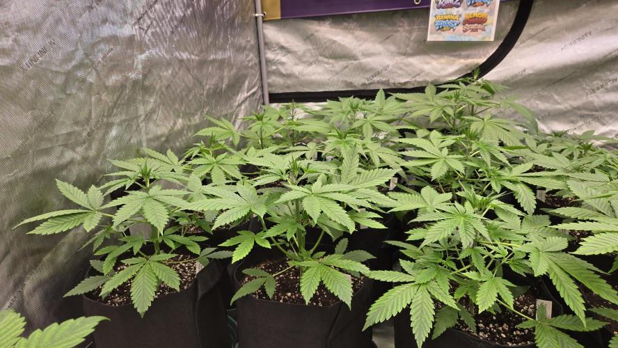 BananaFrostAuto. Week 3