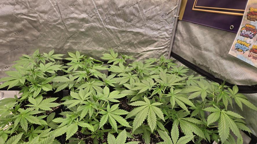 BananaFrostAuto. Week 3