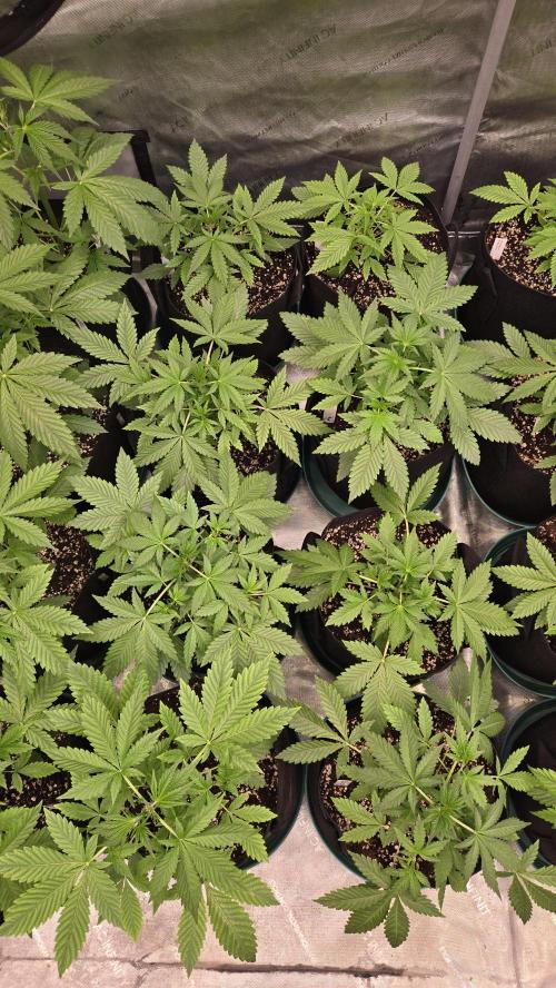 Sundae Frost Auto. Week 3
