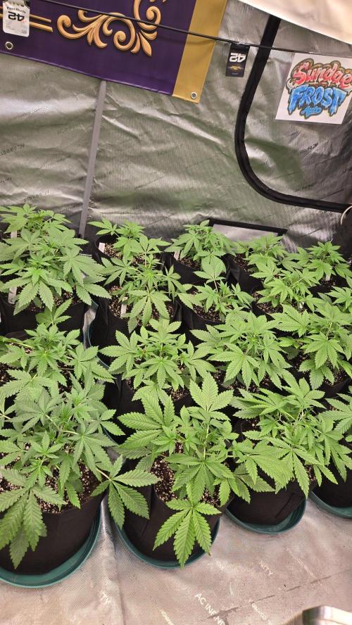 Sundae Frost Auto. Week 3