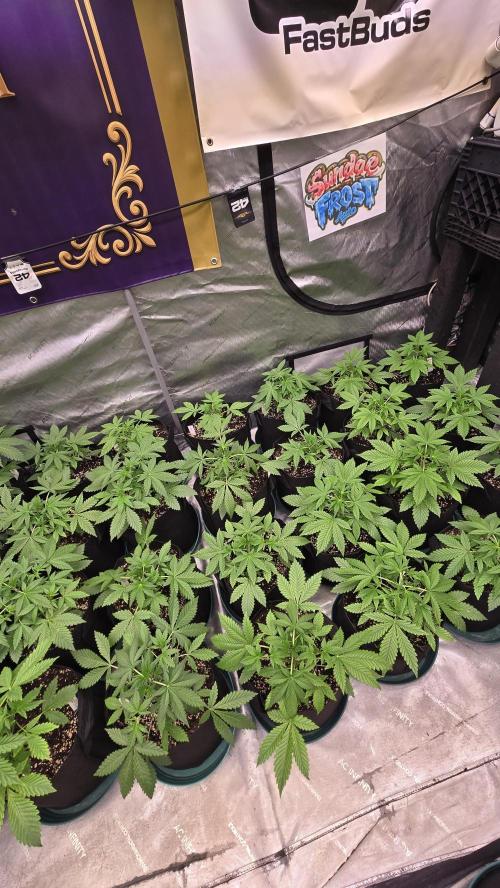 Sundae Frost Auto. Week 3