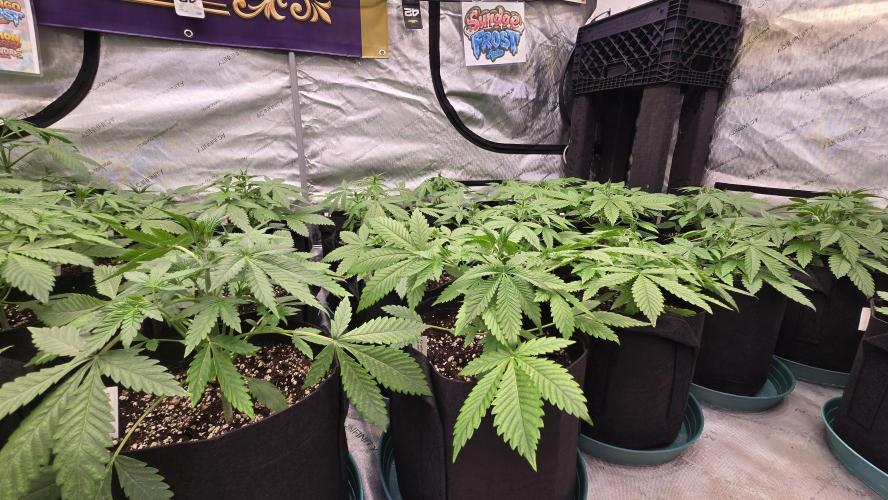 Sundae Frost Auto. Week 3
