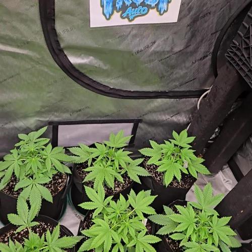 Sundae Frost Auto