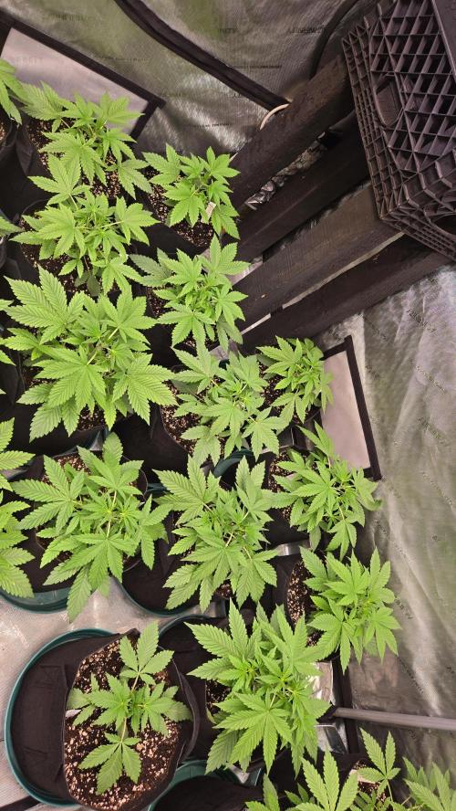 MangoFrostAuto. Week 3