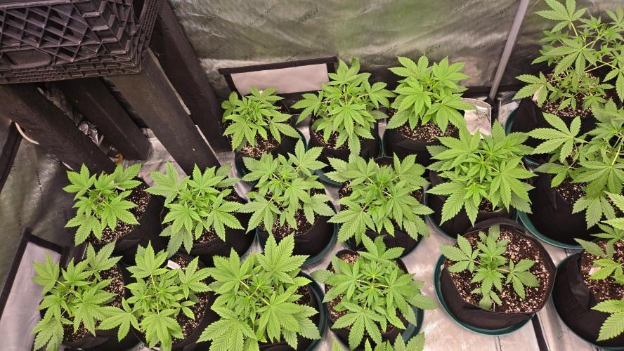 MangoFrostAuto. Week 3