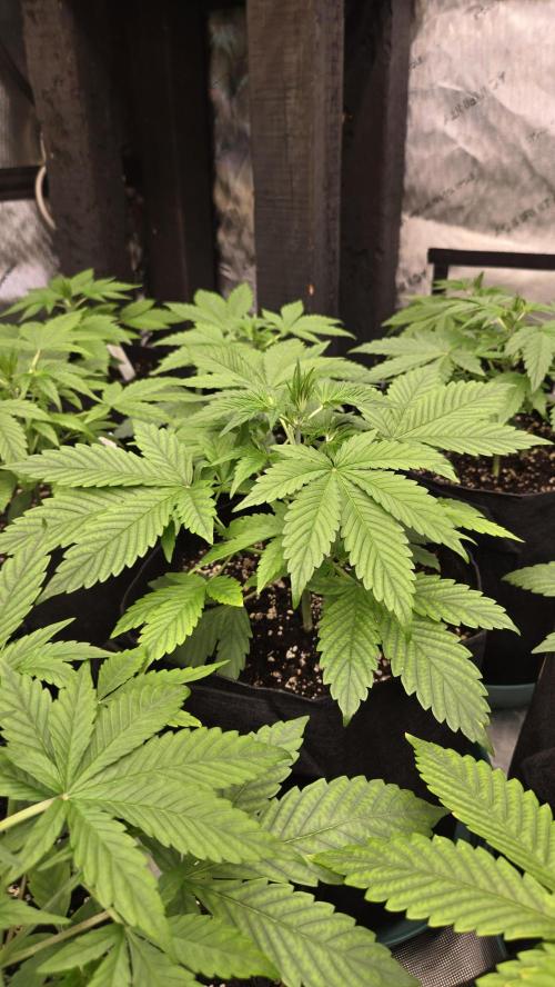 MangoFrostAuto. Week 3