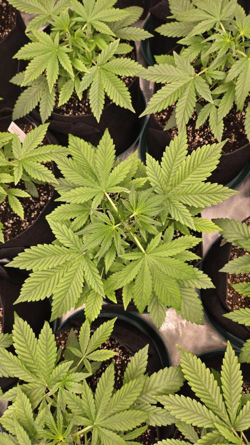 MangoFrostAuto. Week 3