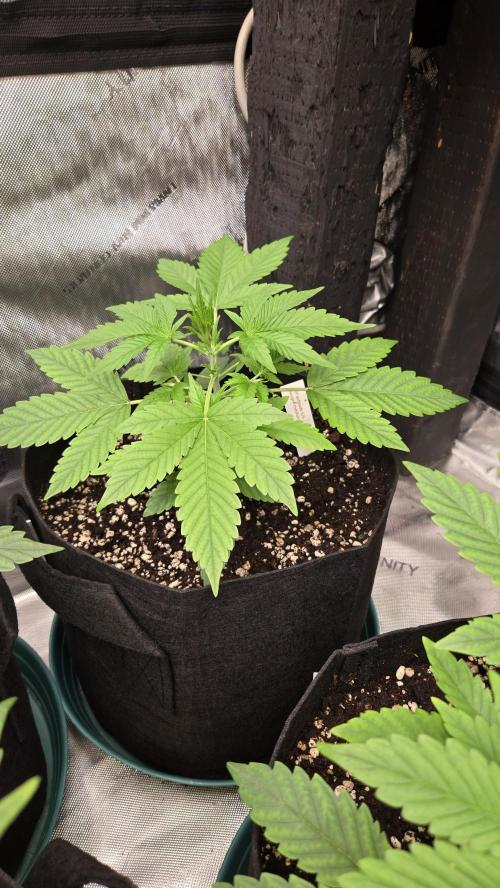 MangoFrostAuto. Week 3