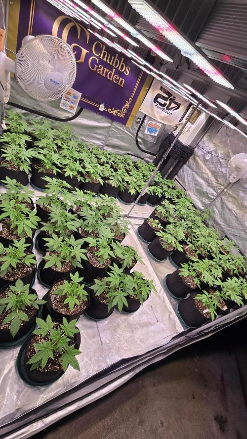 MangoFrostAuto. Week 3