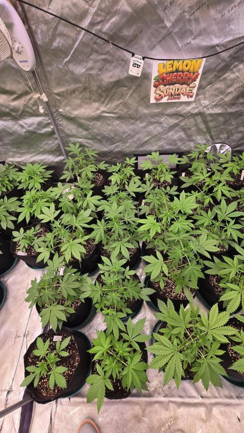 LemonCherrySundaeAuto. Week 3