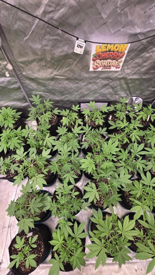 LemonCherrySundaeAuto. Week 3