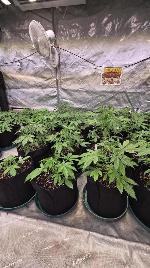 LemonCherrySundaeAuto. Week 3