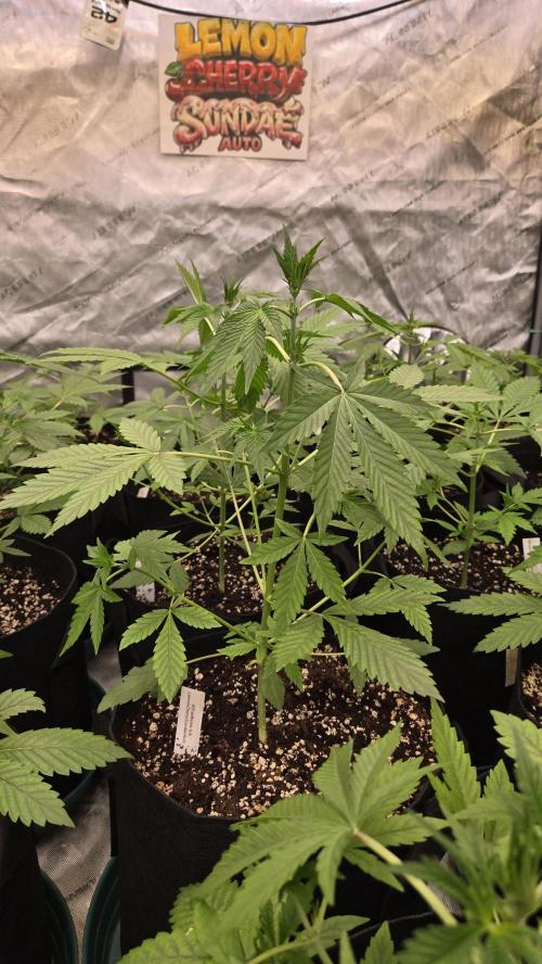 LemonCherrySundaeAuto. Week 3