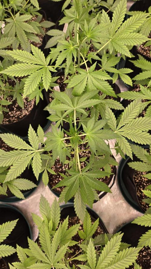 LemonCherrySundaeAuto. Week 3