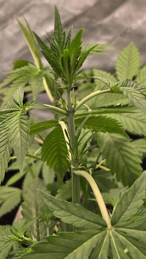 LemonCherrySundaeAuto. Week 3