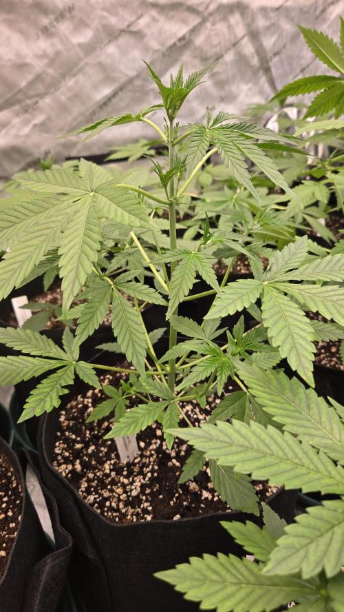 Lemon Cherry Sundae Auto. Week 3