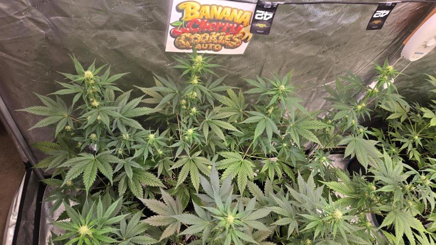 BananaCherryCookiesAuto. Week 5