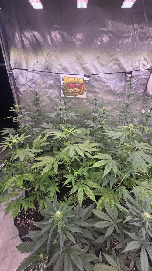 BananaCherryCookiesAuto. Week 5